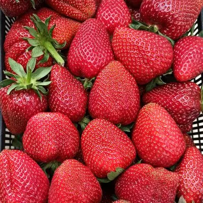 Erdbeeren