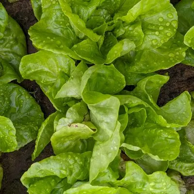 Salat